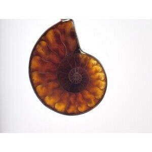 Natural Fossil Ammonite Nautiloid Specimen Pendant Necklace 9.43 grams 2" length